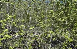 TBD Preserver Road, NEESES, SC 29107