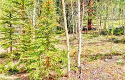 224 APACHE TRAIL, Como, CO 80432