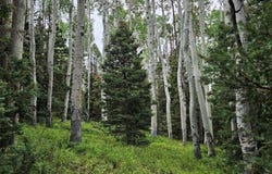 390 Rim Road, Cimarron, CO 81220