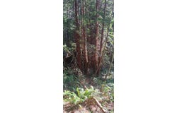 403.131042 Redmond Road, Eureka, CA 95503