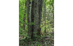 Buck Creek Trail, Epworth, GA 30541