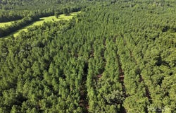 CHESTERFIELD Road, Wadesboro, NC 28170
