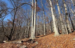 Nebo Mountain Rd. lot: Multiple, Atkins, VA 24311