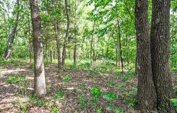 000 County Rd 424, Squires, MO 65755