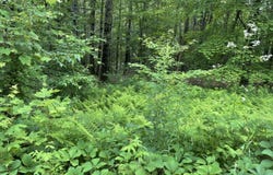956 N Barnstead Road, Barnstead, NH 03225