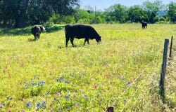 297 & 298 Elkhorn, Kingsland, TX 78639-6105