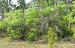 Lucy Lane, Panacea, FL 32346