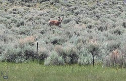 Shy Road, Wilsall, MT 59086