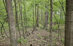 11158 Worley Dam Rd, West Olive, MI 49460