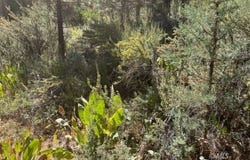 002 Ash Valley, Adin, CA 96006