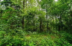 3700 Madison, Pettigrew, AR 72752