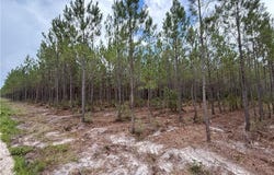 0 (lot 2) Corbitt Road, Manor, GA 31550