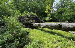 Lot #5 E Bellinger Road, Cedar, MI 49621