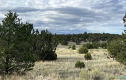 Warpath Rd, Quemado, NM 87829
