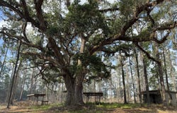 3009 Horse Stamp Church Road, Waverly, GA 31565