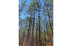 Mills Austin Rd / Hwy 85 Tract, Daleville, AL 36322