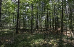 Lot 8 PINE CONE DR, WI 54568