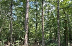 TBD Old Hwy. 165, Pollock, LA 71407