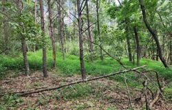6.47 ACRES BURD LANE, AUGUSTA, WV 26704