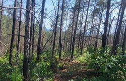0 CR 77, Ashland, AL 36251