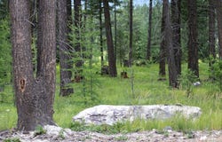 Address To Be Determined The Woodlands, Whitefish, MT 59937