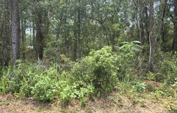 3546 E Diana Lane, Inverness, FL 34453