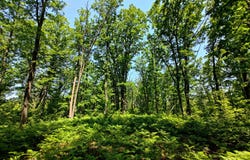 Parcel 'a' Deer Lake Rd, Harrison, MI 48625