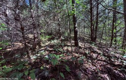 1041 Crown Ridge Lane, Powell, TN 37849