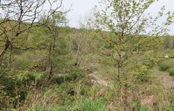 0 Mosier Road, Wyalusing, PA 18853