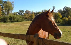 1096 Sutton Mill Road, Clarkesville, GA 30523