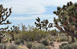 Lake Mead City unit: 410, Meadview, AZ 86444