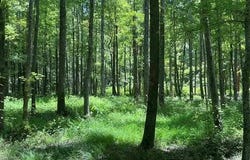 Tbd E FM 852, Winnsboro, TX 75494