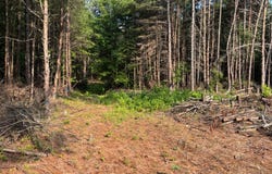 0 Felix Road, Nathalie, VA 24577