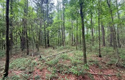 2536 Us-98, Smithdale, MS 39664