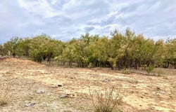 25ac Tract 1 Hwy 6, Moran, TX 76464
