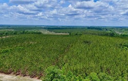 Neily Wagon Road, GA 31037