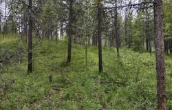 E Jump Off Rd, Valley, WA 99181