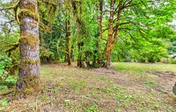 0000 Keasey RD, Vernonia, OR 97064