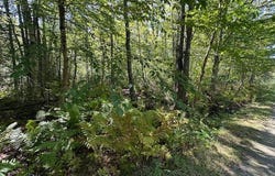 M1L431E-2 Sally Mack Road, Frankfort, ME 04438