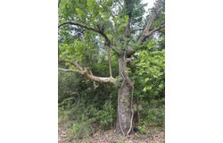 0 Liberty Church Rd, Manning, SC 29102