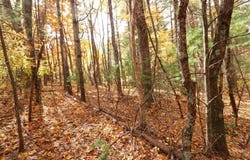 Lot 116 Old Hollow Trail, Fancy Gap, VA 24328