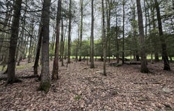 N Evergreen Drive, Greentown, PA 18426