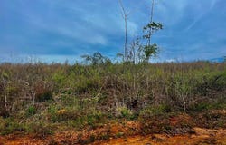 Tract B Co Rd 123, Wedowee, AL 36278