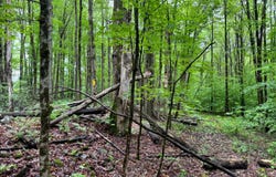 1.1 Jones Hill Rd, German, NY 13801