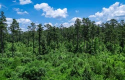 Mathews Road, Donaldson, AR 71941