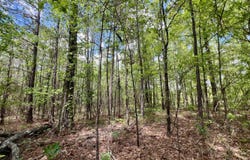 0 Brooklyn Road, Sweet Water, AL 36782