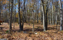 181 E ALPINE DR, TERRA ALTA, WV 26764