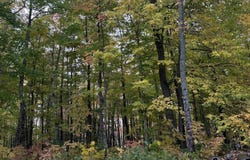 Off East Shore Road, Marenisco, MI 49947