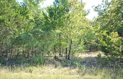 0 LOT 24 LCR 910 Drive, Jewett, TX 75846