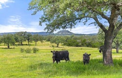 9069-86 Ranch Rd 1323, Fredericksburg, TX 78624